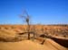 024_Baum