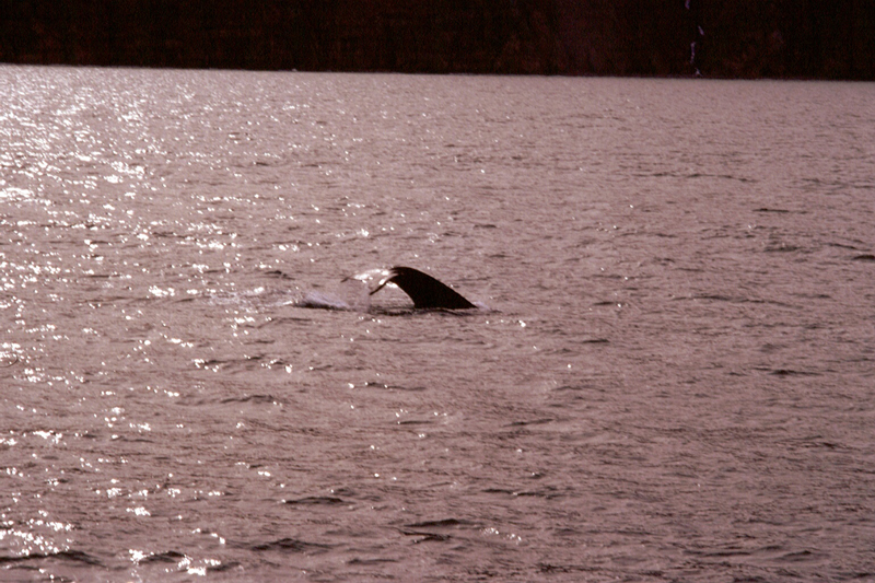 wal